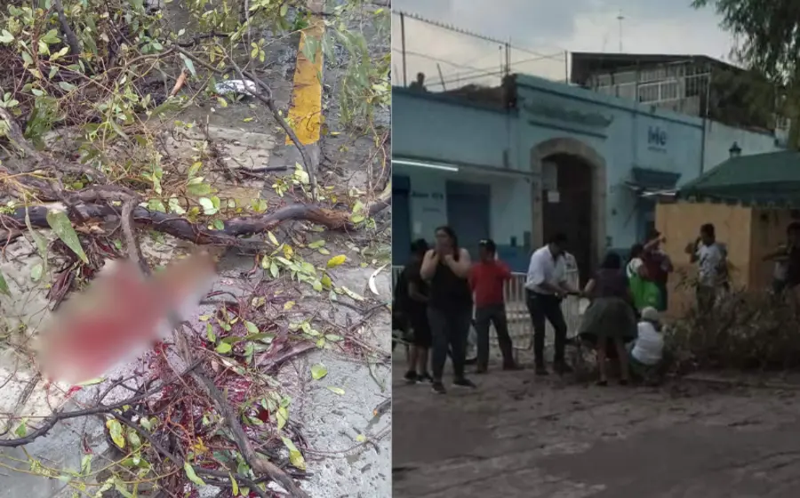 mujer_amputacion_caida_rama_arbol
