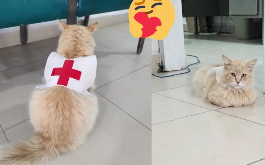 cruz_roja_adopota_gatita_miauricia