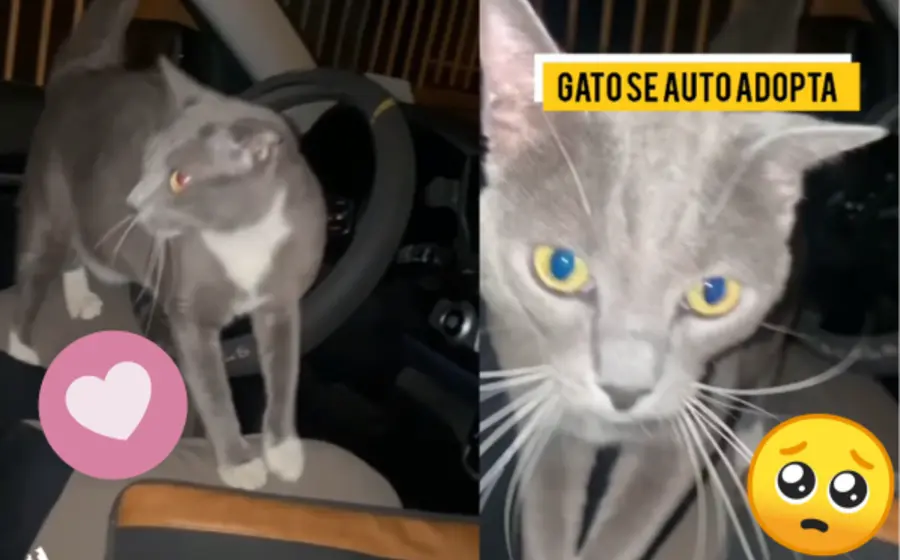 autoadoptados-portada