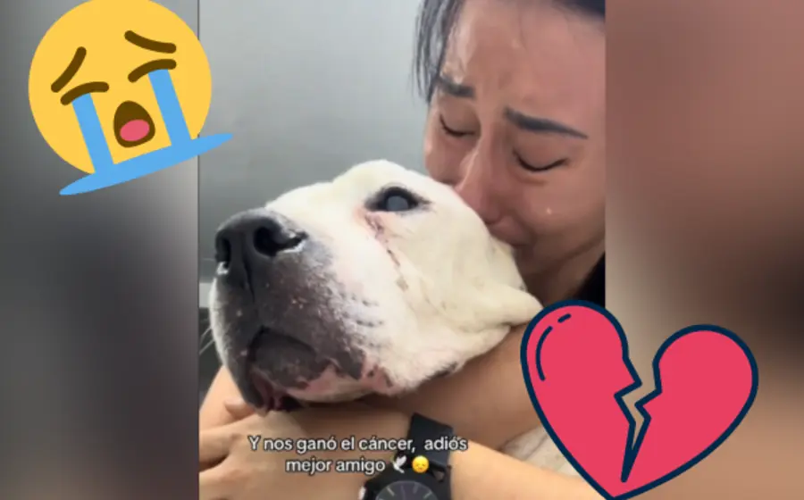 cáncer-perro-portada