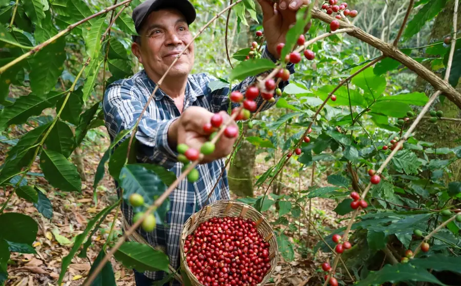proyeccion_nacional_internacional_cafetaleros