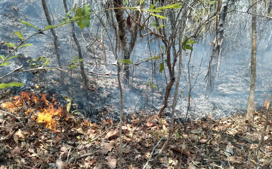atiende_coesfo_incendio_san_pedro_amuzgos