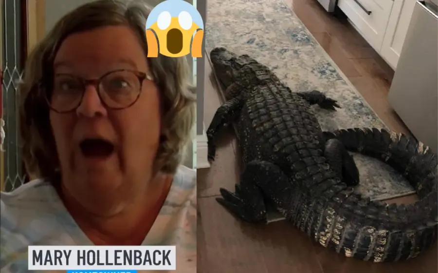 mujer_encuentra_caiman_enorme_cocina