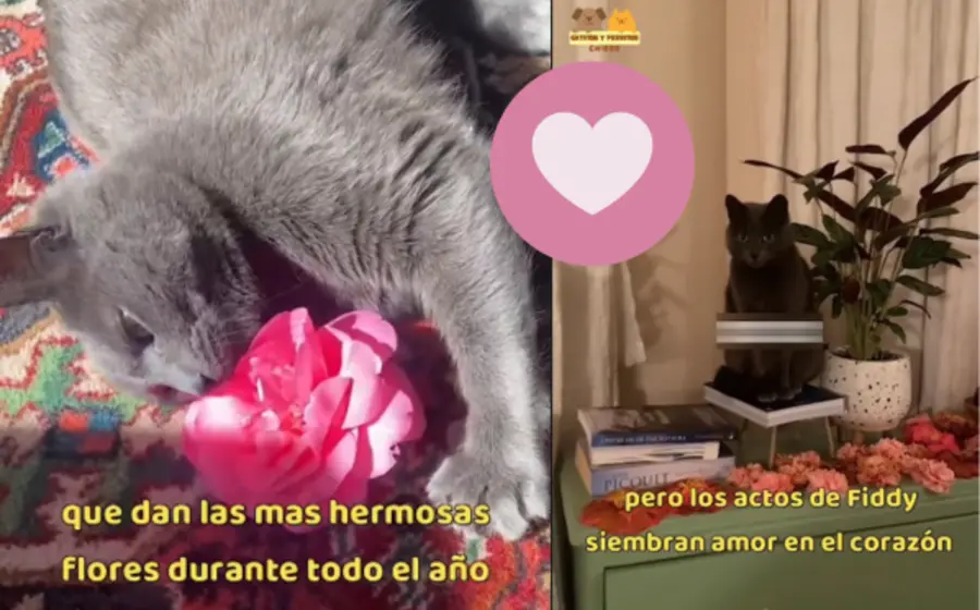 flores-gato-portada