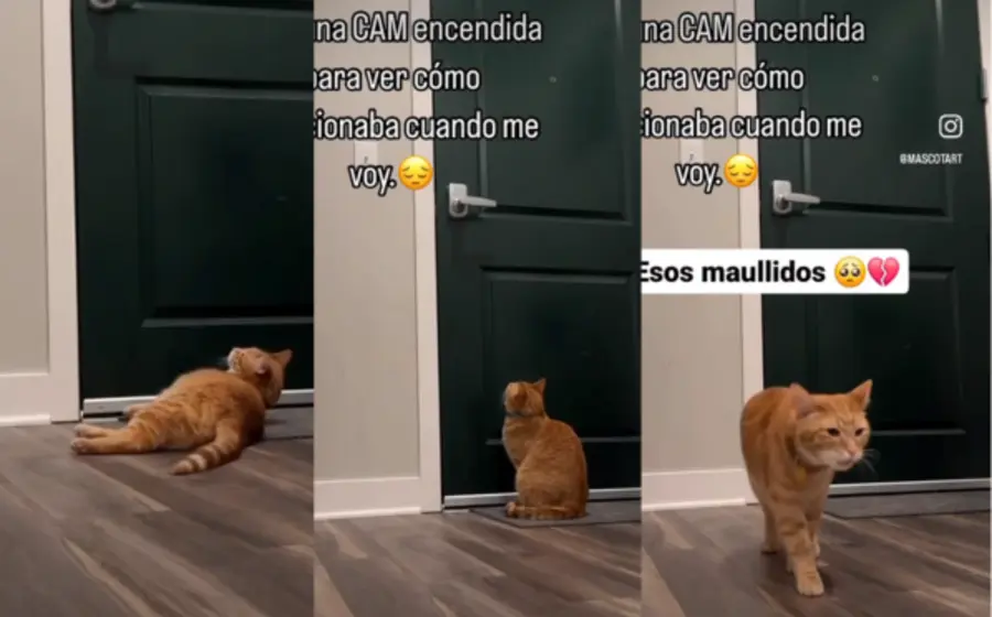 gato-camara-portada