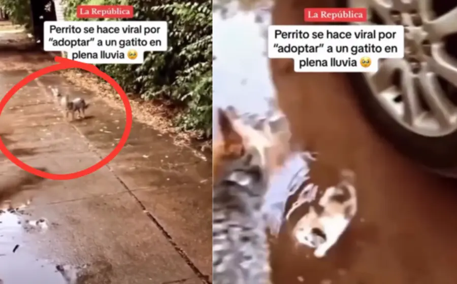gato-perro-portada