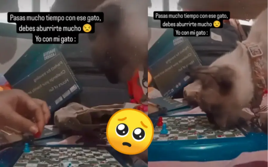 gato-portada