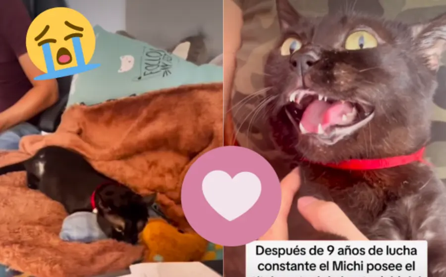gato-protesis-portada