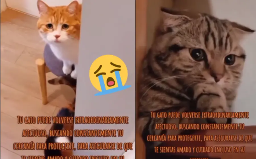gato-s-portada