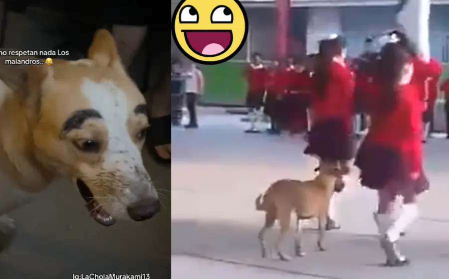 perro_participa_escolta_escuela
