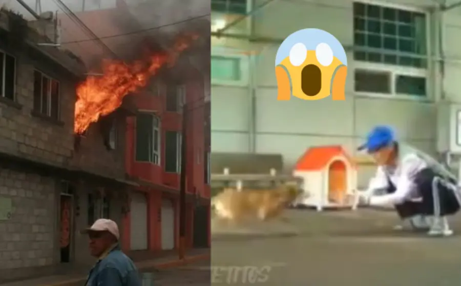 incendio-perros-portada