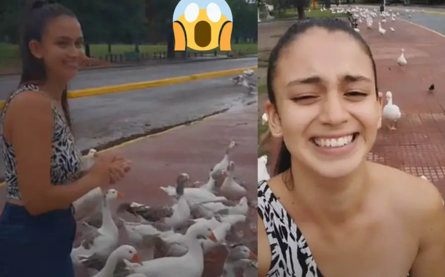 alimenta_gansos_reaccionan_mujer