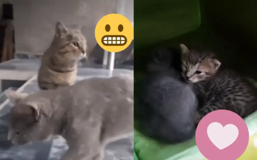 novia-gato-portada