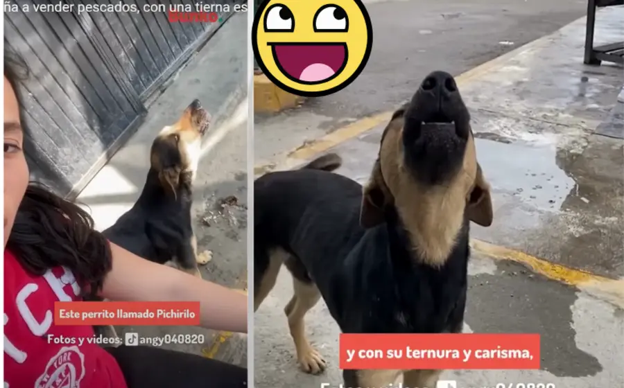 lomito_ayuda_vender_pescado_dueña