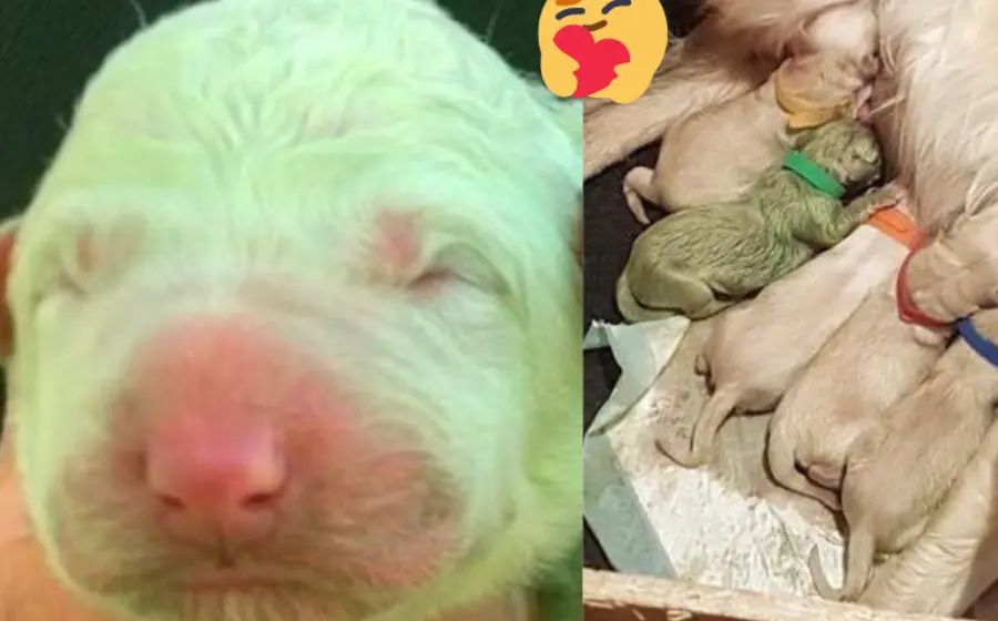 nace_perrito_color_verde