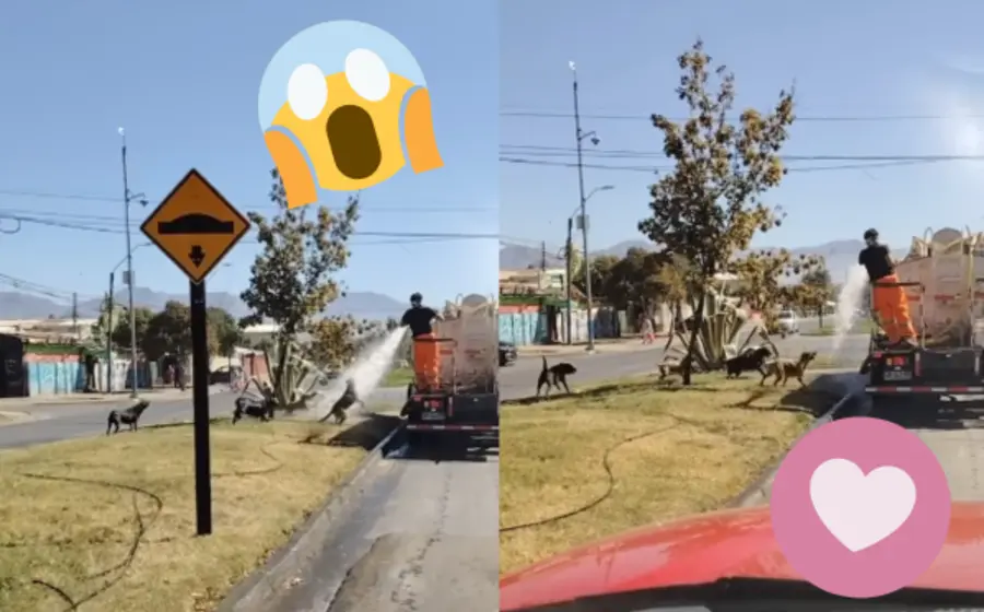 perro-pipa-portada