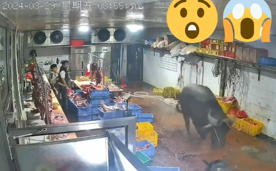 vaca_ataca_trabajadores_rastro