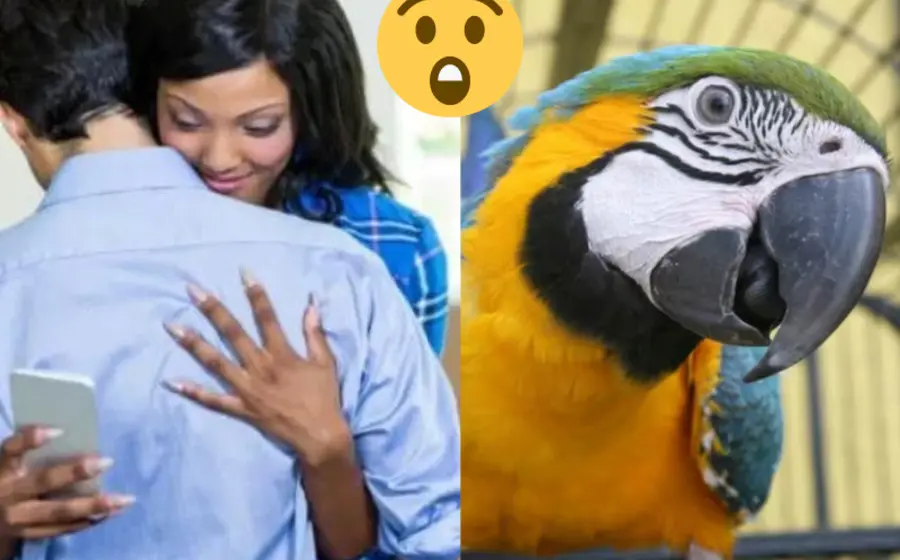 aves_revelan_infidelidad_esposa