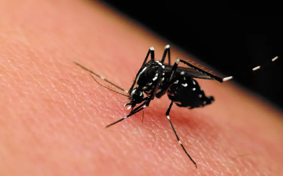 zika-oaxaca