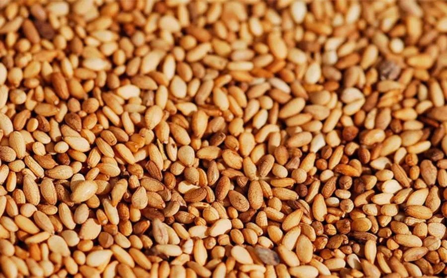 ajonjoli