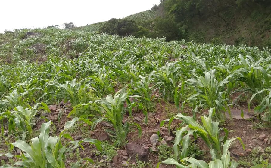 campo