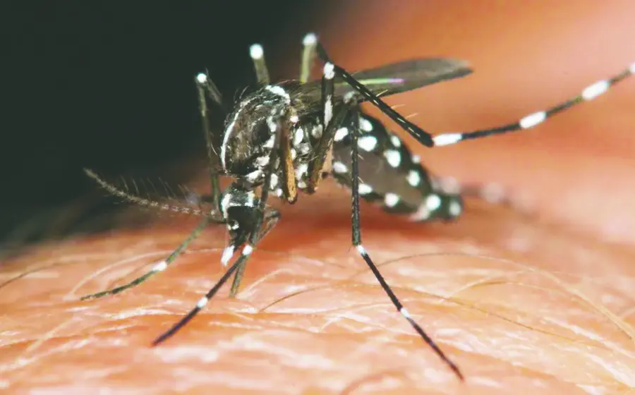 dengue