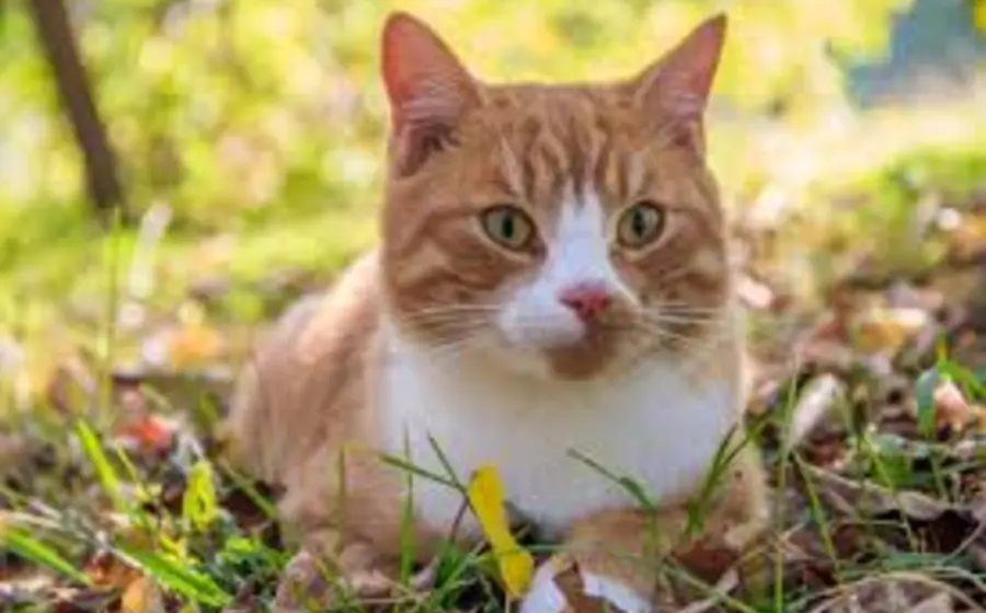 gato-amarillo