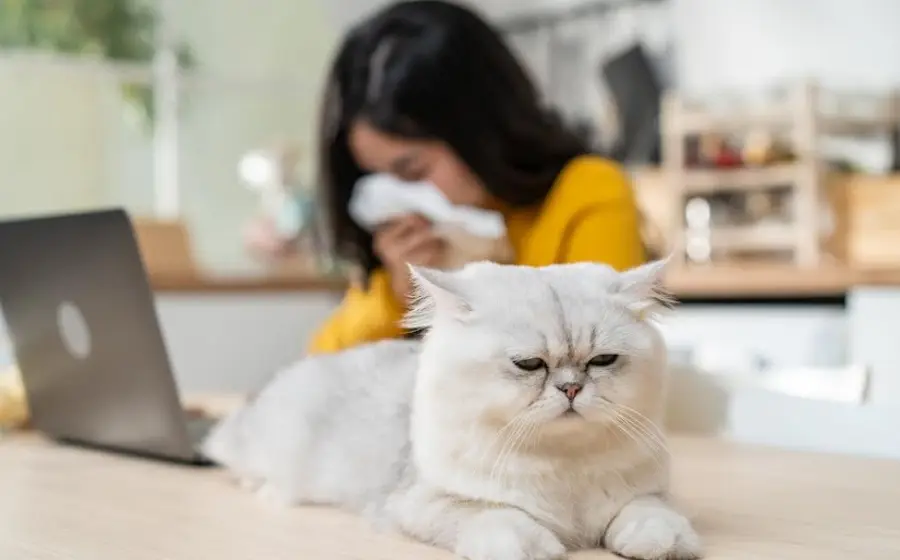 gatos