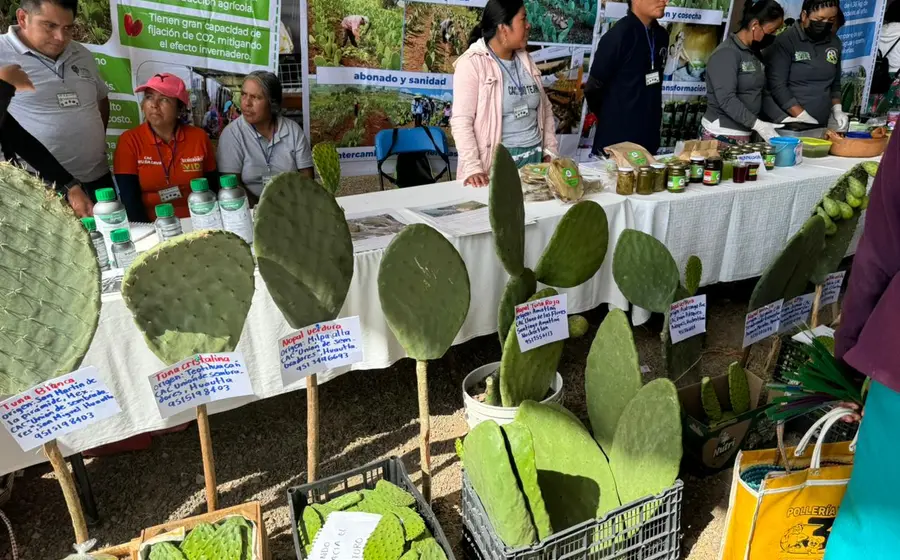 nopal