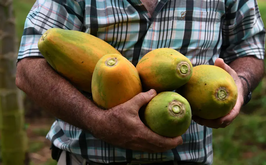 papaya