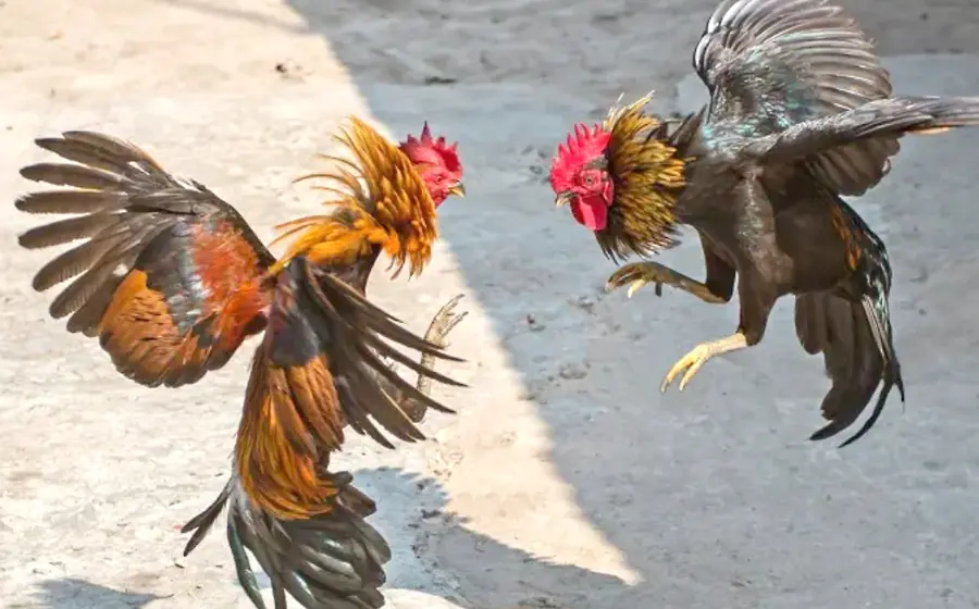 pelea-gallos-andador1