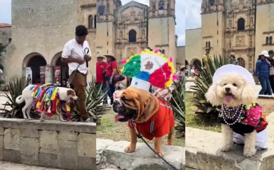 perritos-oaxaca