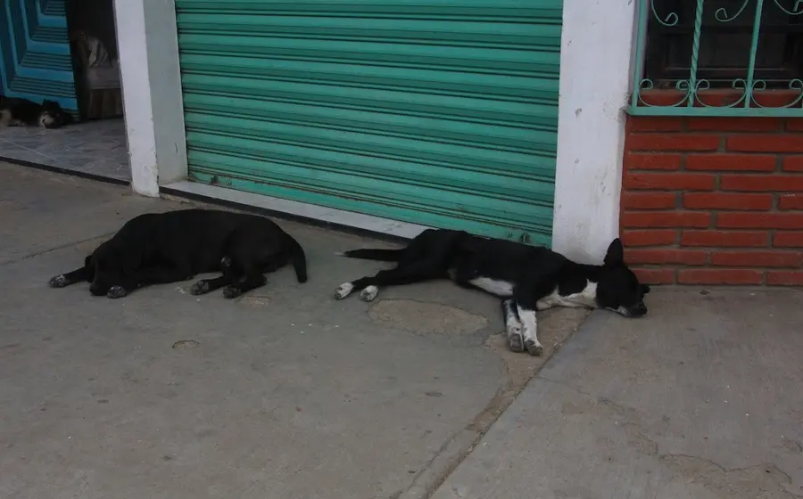perros-callejeros