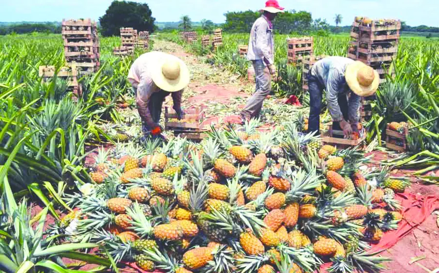 piña