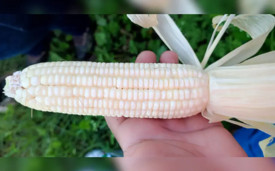 El secretario de Agricultura señaló que México no necesita de la importación de maíz transgénico.