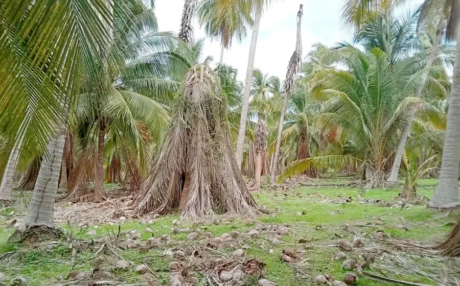 Hay preocupación y alerta por la enfermedad de "amarillamiento letal del cocotero" en parcelas de palmeras de la variedad Alto del Pacífico.