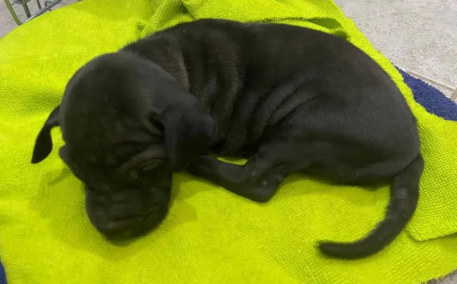 Dos turistas encontraron al pequeño perro tirado en un arroyo, con heridas profundas de cuchillo y cubierto de gusanos.