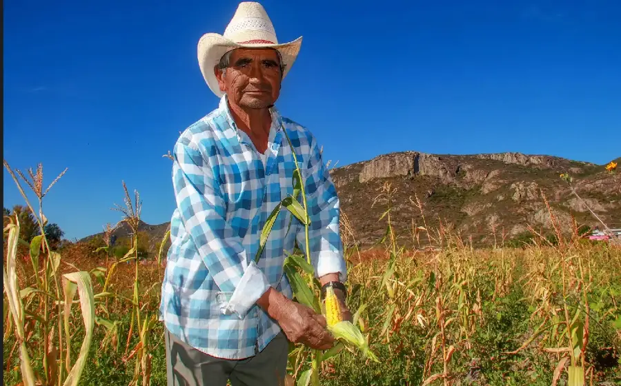 Ismael había regado su parcela y al día siguiente llovió, lo que dejó la milpa "chiquita".