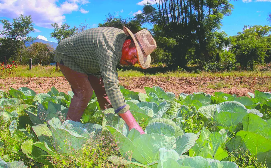 hortalizas-oaxaca-campo