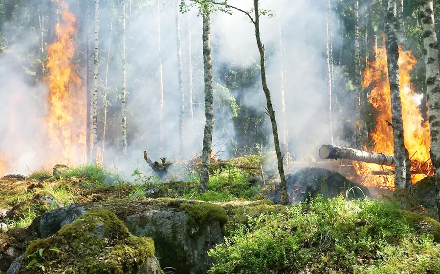 De acuerdo con la Conafor, del 1 de enero al 12 de diciembre de este 2024, en el  país se han registrado 7 mil 983 incendios forestales.