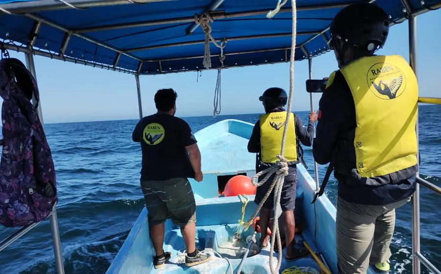 El grupo de monitoreo comunitario de mamíferos marinos realizó tareas de observación y seguimiento desde el faro de Santa Cruz.
