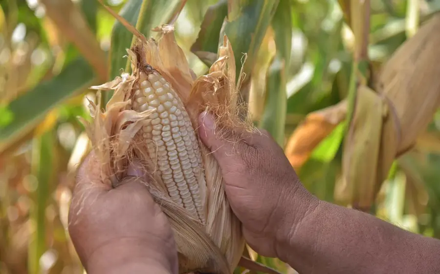 Los maíces nativos son patrimonio biocultural de México, siendo Oaxaca la cuna del maíz.