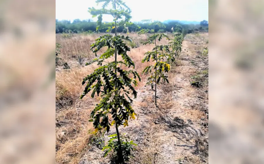 Sembradores buscan recuperan una de las plantas más utilizadas en las festividades de Tehuantepec.