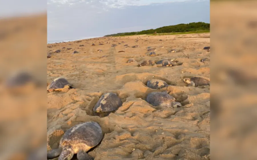 México ha sido reconocido como “El País de las Tortugas Marinas”.