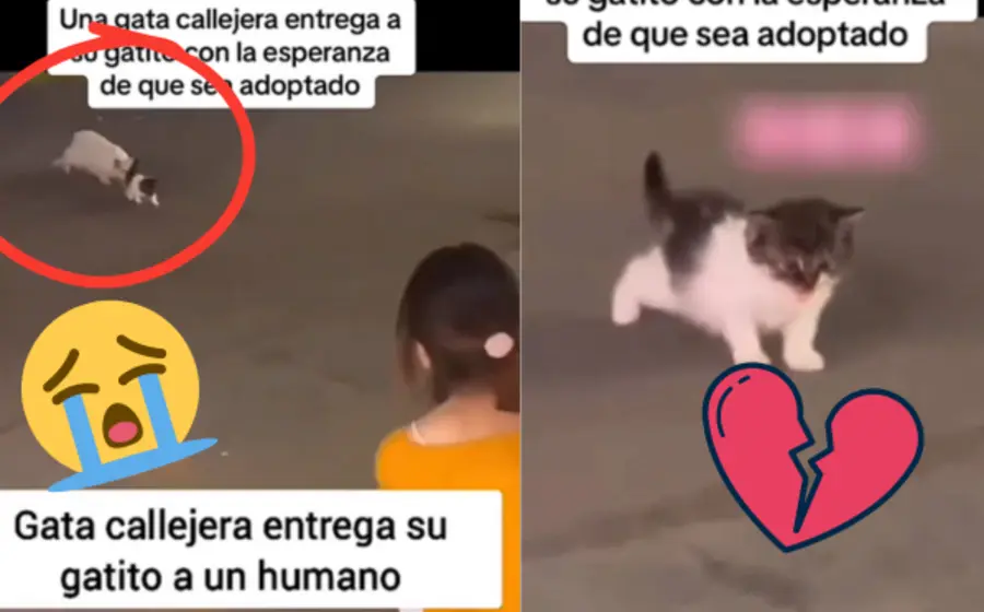 Gato-portafa