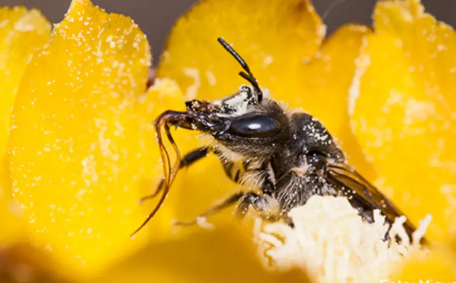 abeja-amarilla