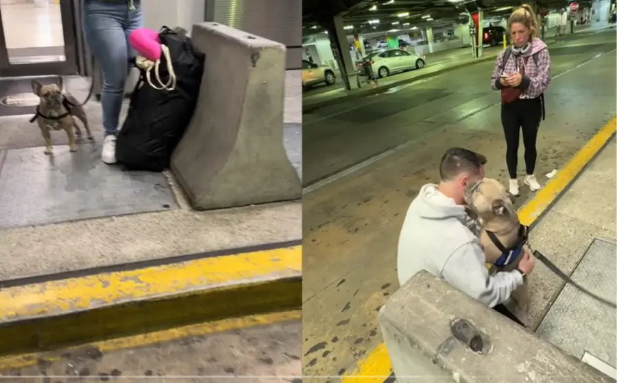 perrito_y_humano_se_reencuentran