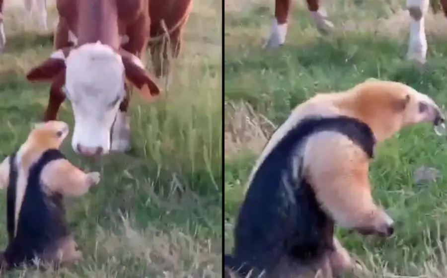oso_hormiguero_reta_vaca_pelea