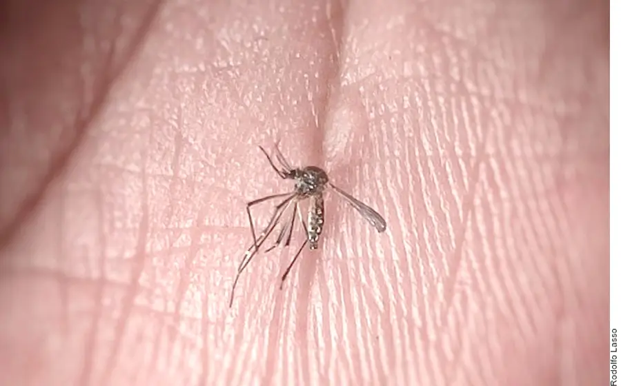 dengue-oaxaca