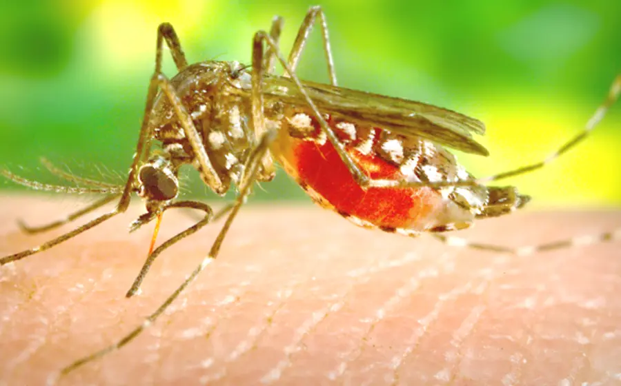 dengue-en-oaxaca